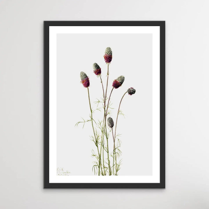 Petalostemon Purpureum (1927) by Mary Vaux Walcott - I Heart Wall Art