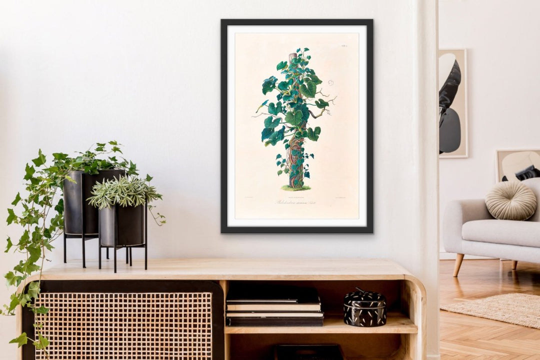 Philodendron Eximium from Icones Aroidearum (1857) by Heinrich Wilhelm Schott - Vintage Art Print - I Heart Wall Art - Poster Print, Canvas Print or Framed Art Print