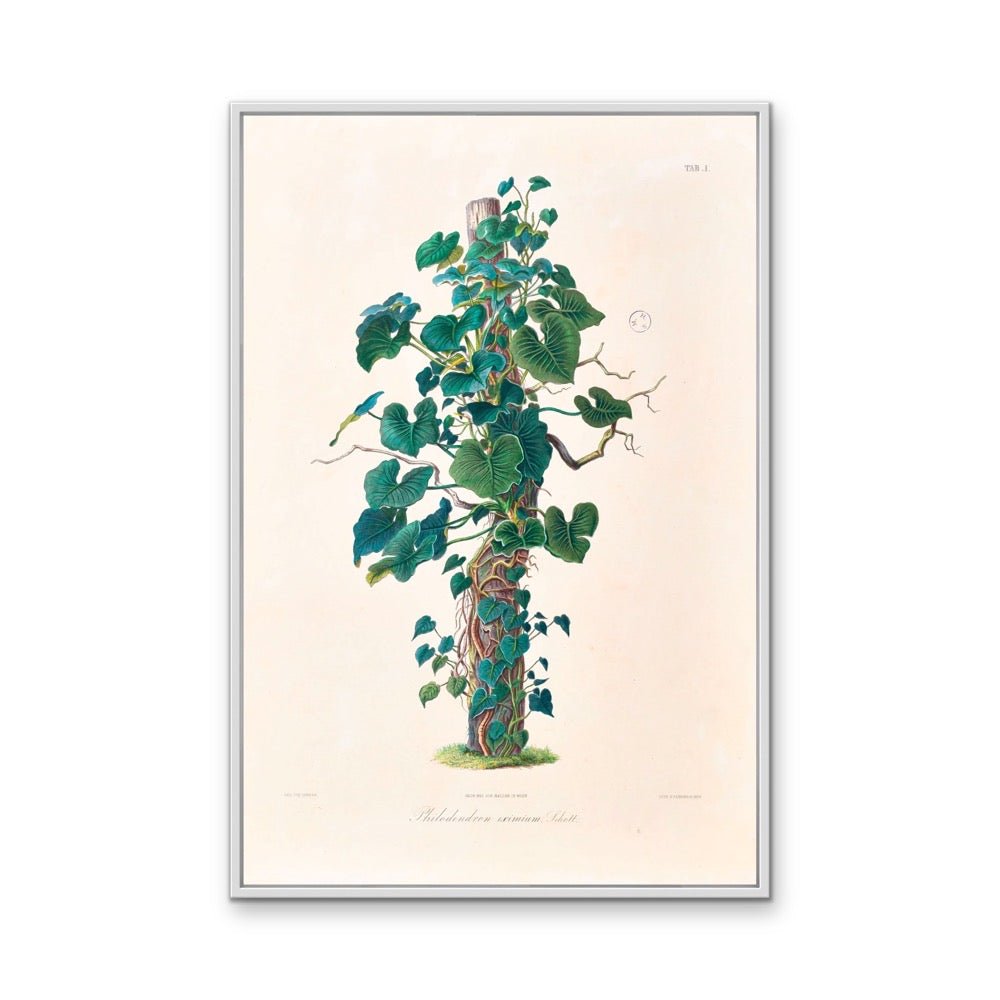 Philodendron Eximium from Icones Aroidearum (1857) by Heinrich Wilhelm Schott - Vintage Art Print - I Heart Wall Art - Poster Print, Canvas Print or Framed Art Print