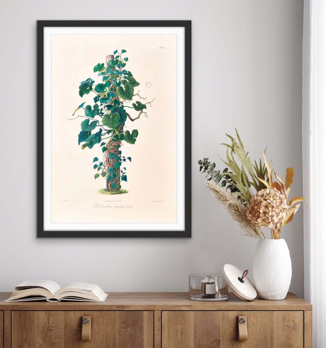 Philodendron Eximium from Icones Aroidearum (1857) by Heinrich Wilhelm Schott - Vintage Art Print - I Heart Wall Art - Poster Print, Canvas Print or Framed Art Print