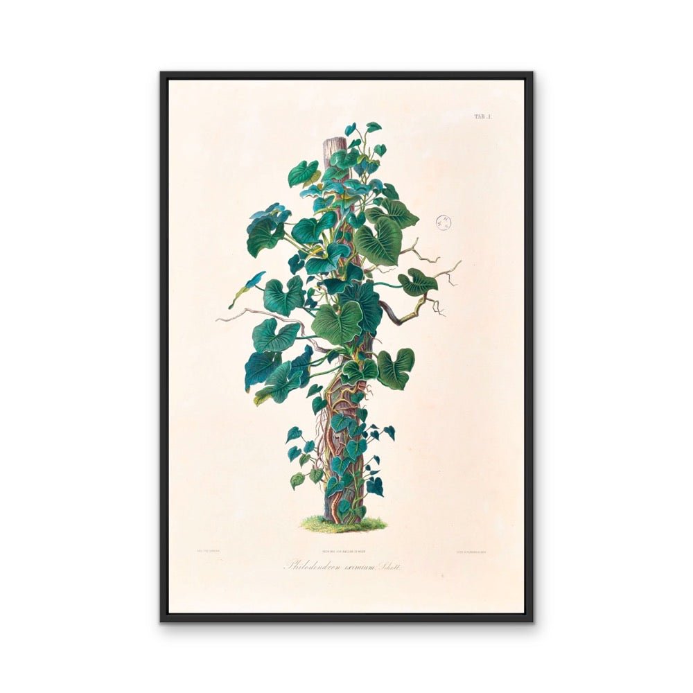 Philodendron Eximium from Icones Aroidearum (1857) by Heinrich Wilhelm Schott - Vintage Art Print - I Heart Wall Art - Poster Print, Canvas Print or Framed Art Print