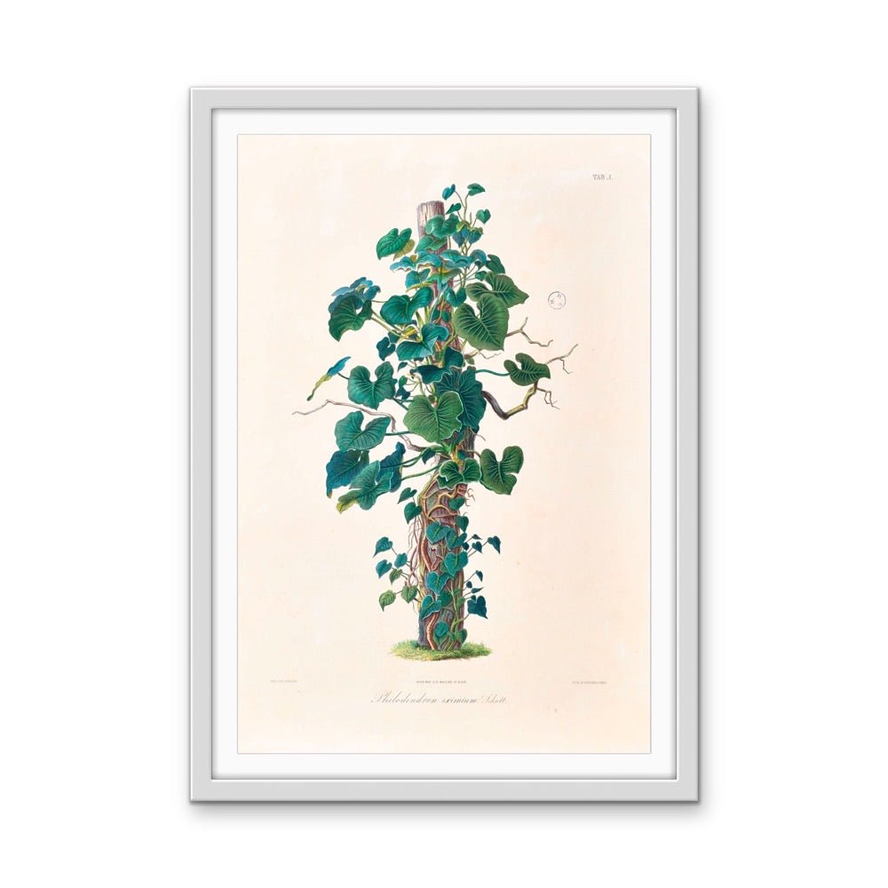 Philodendron Eximium from Icones Aroidearum (1857) by Heinrich Wilhelm Schott - Vintage Art Print - I Heart Wall Art - Poster Print, Canvas Print or Framed Art Print