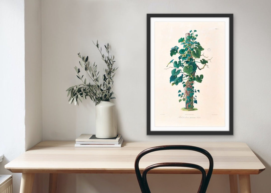 Philodendron Eximium from Icones Aroidearum (1857) by Heinrich Wilhelm Schott - Vintage Art Print - I Heart Wall Art - Poster Print, Canvas Print or Framed Art Print