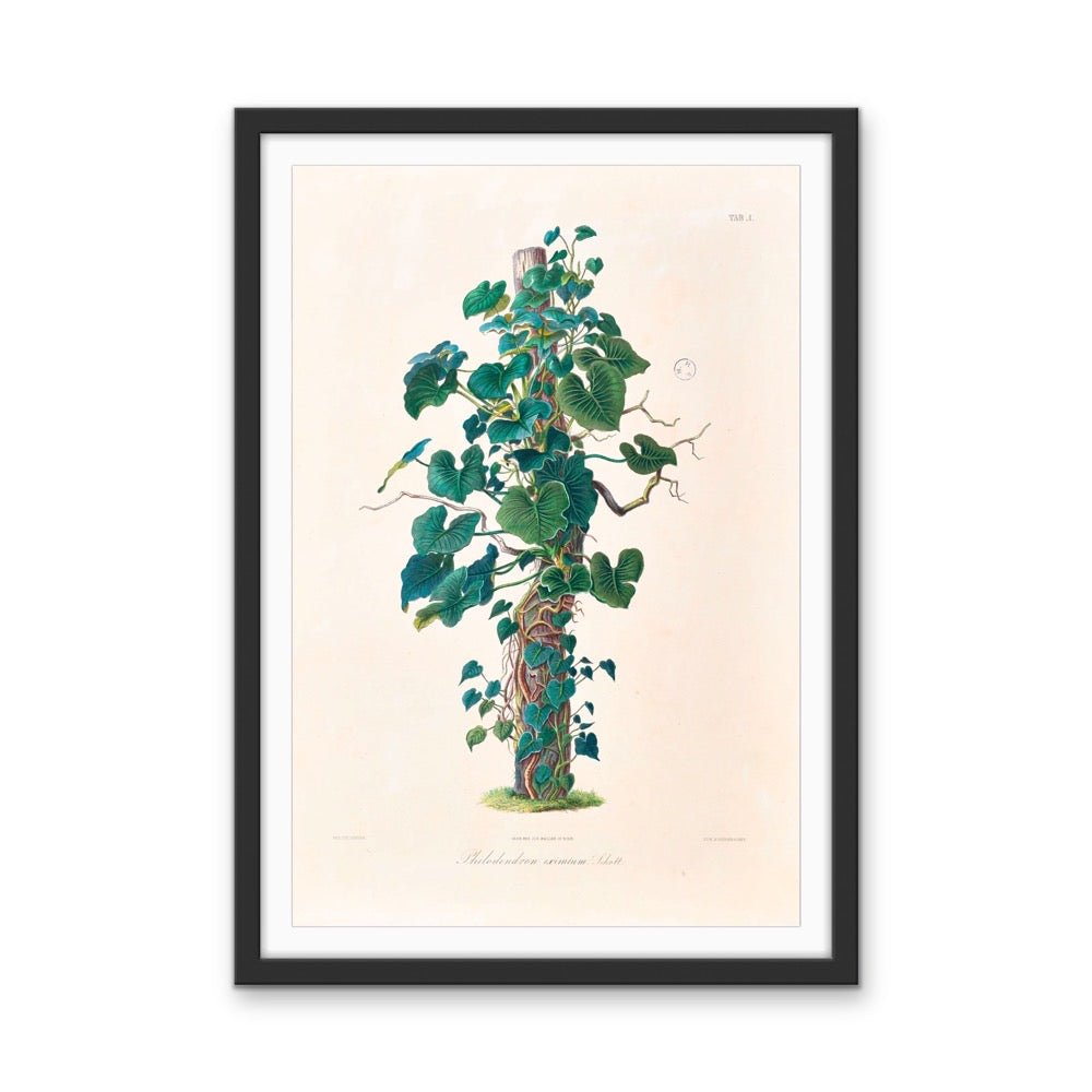 Philodendron Eximium from Icones Aroidearum (1857) by Heinrich Wilhelm Schott - Vintage Art Print - I Heart Wall Art - Poster Print, Canvas Print or Framed Art Print