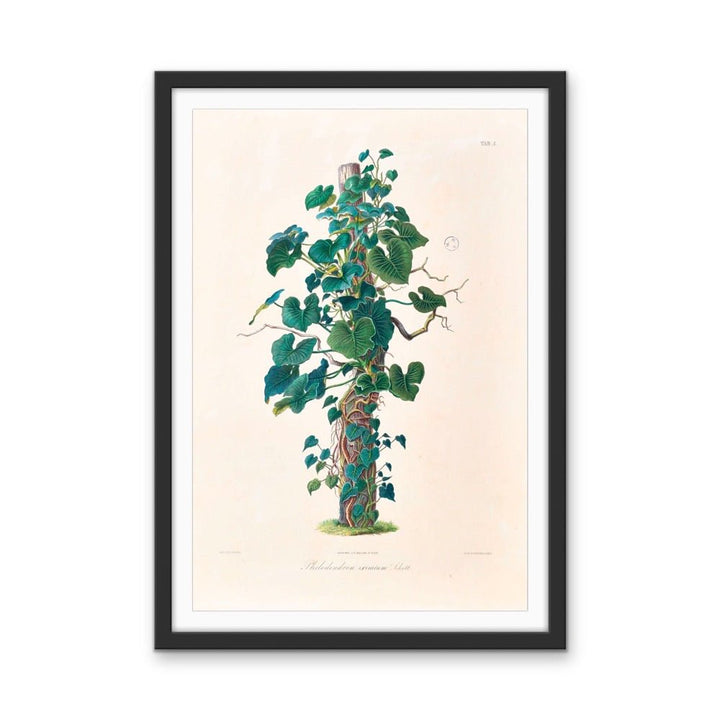 Philodendron Eximium from Icones Aroidearum (1857) by Heinrich Wilhelm Schott - Vintage Art Print - I Heart Wall Art - Poster Print, Canvas Print or Framed Art Print