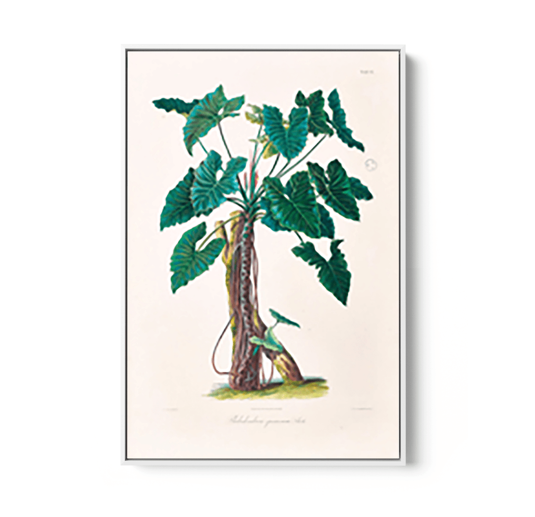 Philodendron Speciosum or Thaumatophyllum Speciosum from Icones Aroidearum (1857) by Heinrich Wilhelm Schott - I Heart Wall Art - Poster Print, Canvas Print or Framed Art Print
