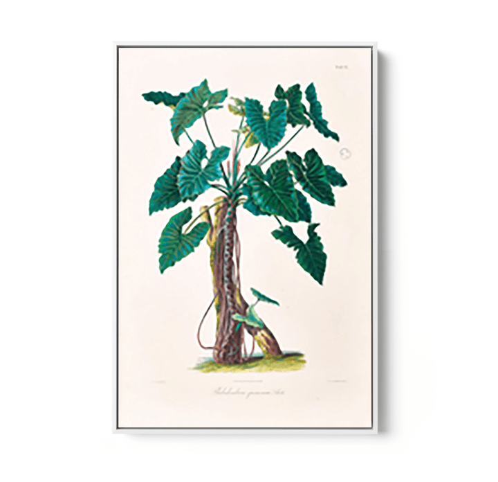 Philodendron Speciosum or Thaumatophyllum Speciosum from Icones Aroidearum (1857) by Heinrich Wilhelm Schott - I Heart Wall Art - Poster Print, Canvas Print or Framed Art Print
