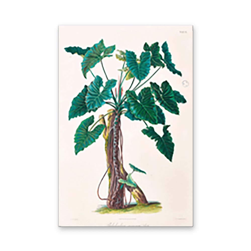 Philodendron Speciosum or Thaumatophyllum Speciosum from Icones Aroidearum (1857) by Heinrich Wilhelm Schott - I Heart Wall Art - Poster Print, Canvas Print or Framed Art Print