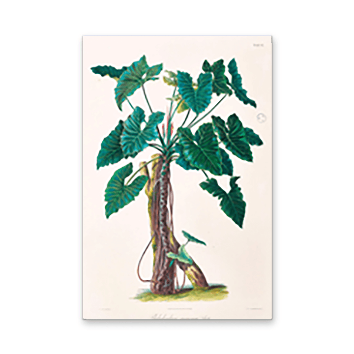 Philodendron Speciosum or Thaumatophyllum Speciosum from Icones Aroidearum (1857) by Heinrich Wilhelm Schott - I Heart Wall Art - Poster Print, Canvas Print or Framed Art Print