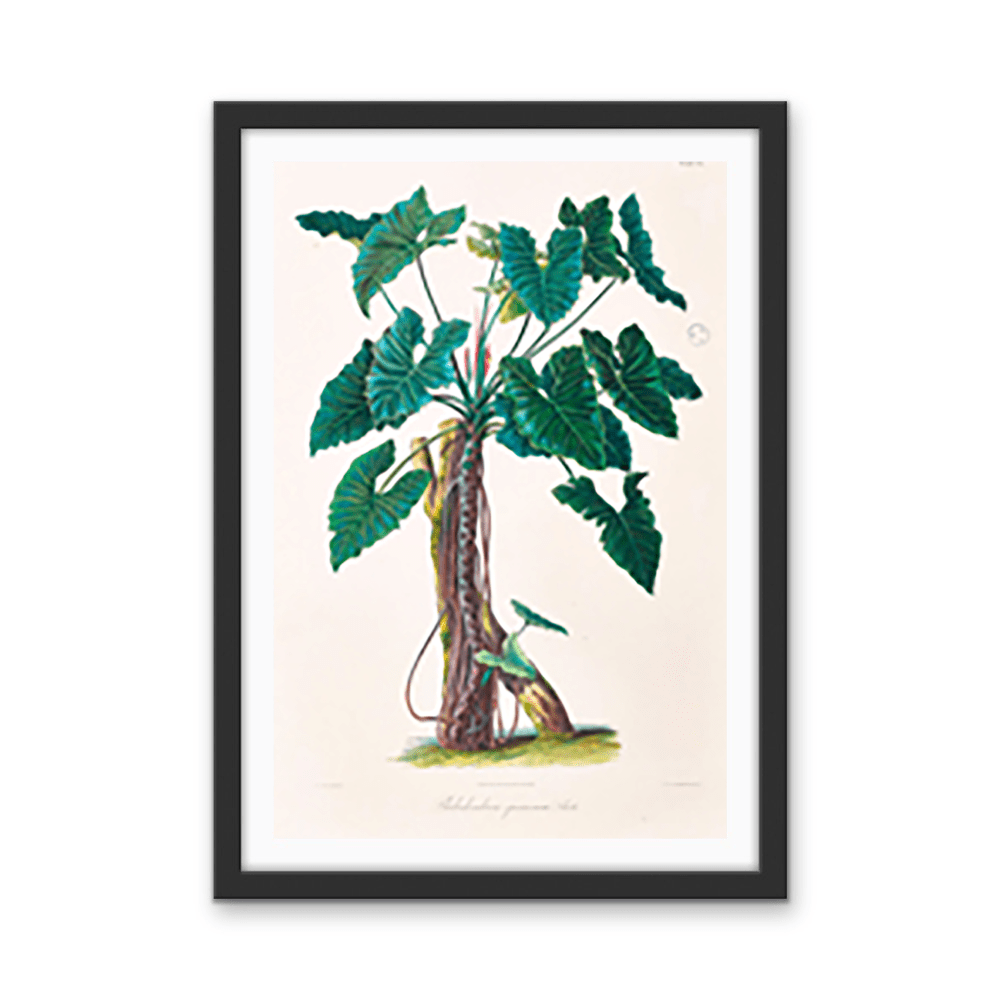 Philodendron Speciosum or Thaumatophyllum Speciosum from Icones Aroidearum (1857) by Heinrich Wilhelm Schott - I Heart Wall Art - Poster Print, Canvas Print or Framed Art Print