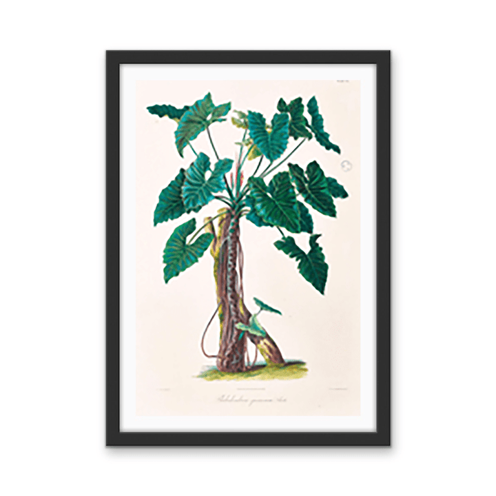 Philodendron Speciosum or Thaumatophyllum Speciosum from Icones Aroidearum (1857) by Heinrich Wilhelm Schott - I Heart Wall Art - Poster Print, Canvas Print or Framed Art Print