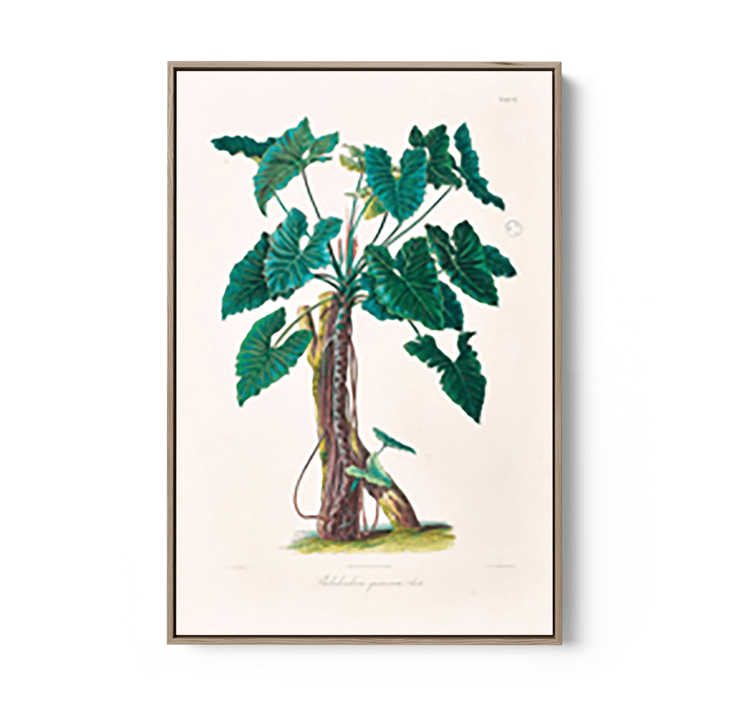 Philodendron Speciosum or Thaumatophyllum Speciosum from Icones Aroidearum (1857) by Heinrich Wilhelm Schott - I Heart Wall Art - Poster Print, Canvas Print or Framed Art Print