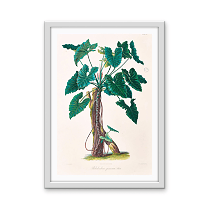 Philodendron Speciosum or Thaumatophyllum Speciosum from Icones Aroidearum (1857) by Heinrich Wilhelm Schott - I Heart Wall Art - Poster Print, Canvas Print or Framed Art Print
