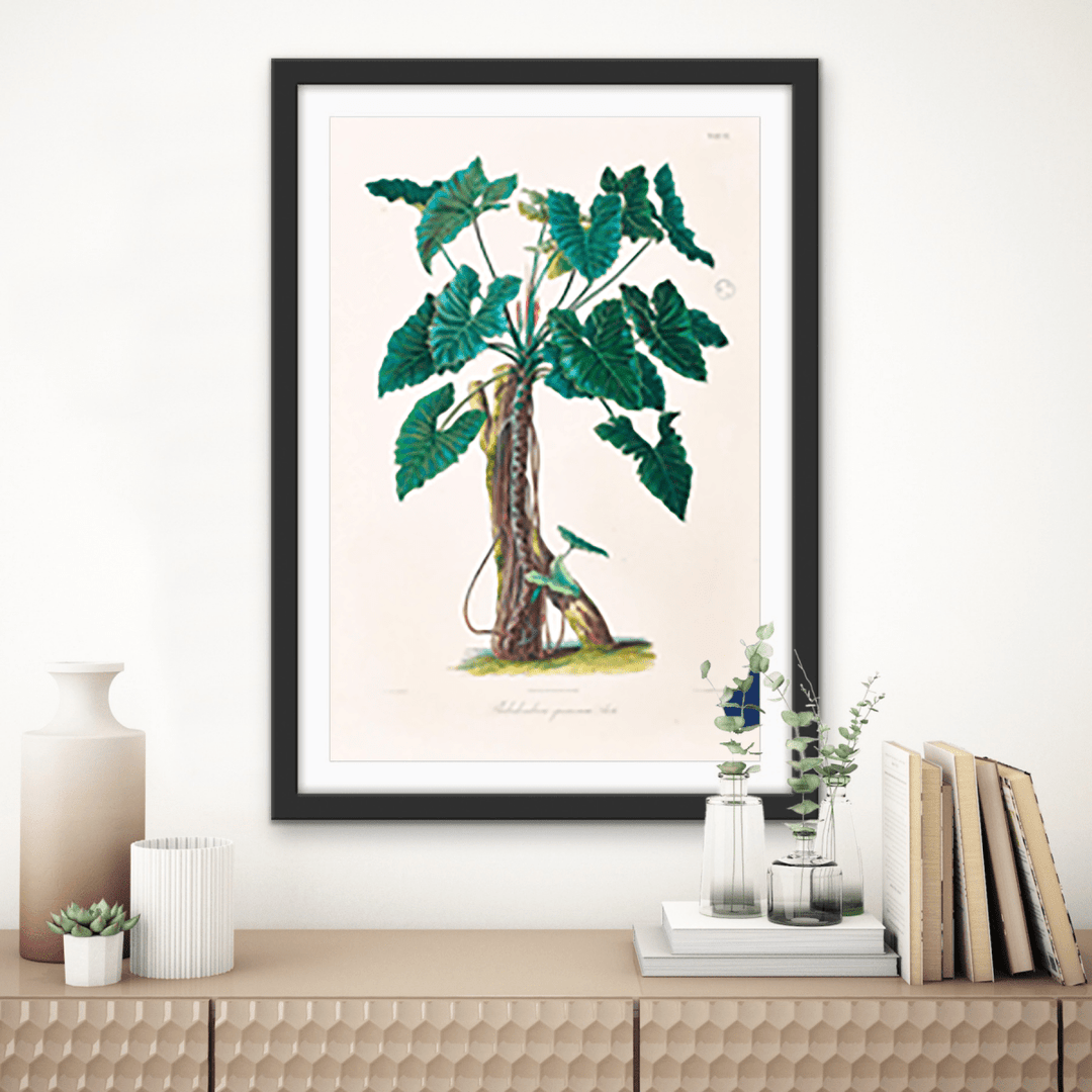 Philodendron Speciosum or Thaumatophyllum Speciosum from Icones Aroidearum (1857) by Heinrich Wilhelm Schott - I Heart Wall Art - Poster Print, Canvas Print or Framed Art Print