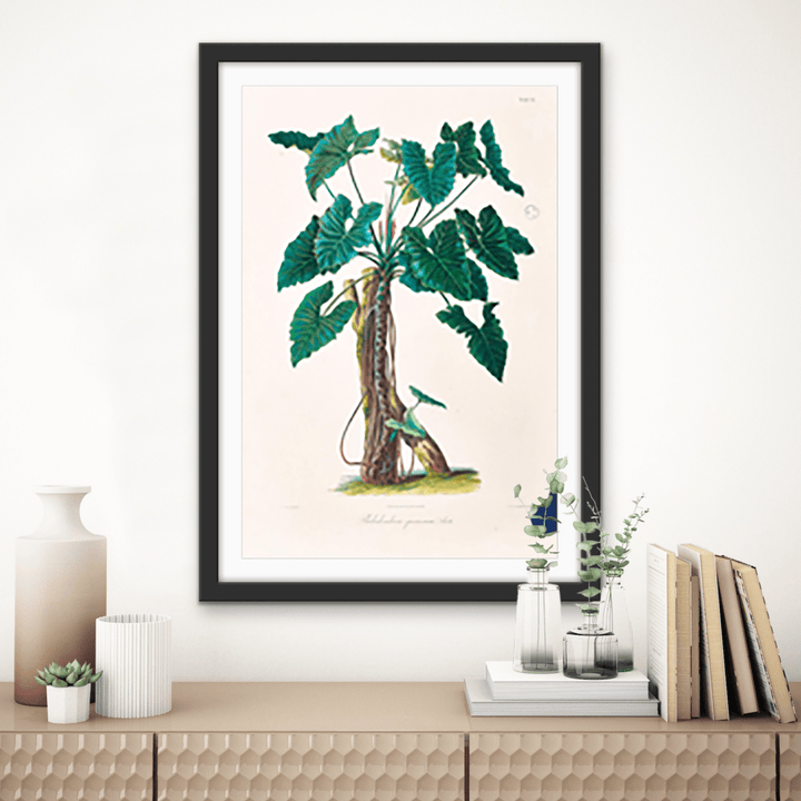 Philodendron Speciosum or Thaumatophyllum Speciosum from Icones Aroidearum (1857) by Heinrich Wilhelm Schott - I Heart Wall Art - Poster Print, Canvas Print or Framed Art Print