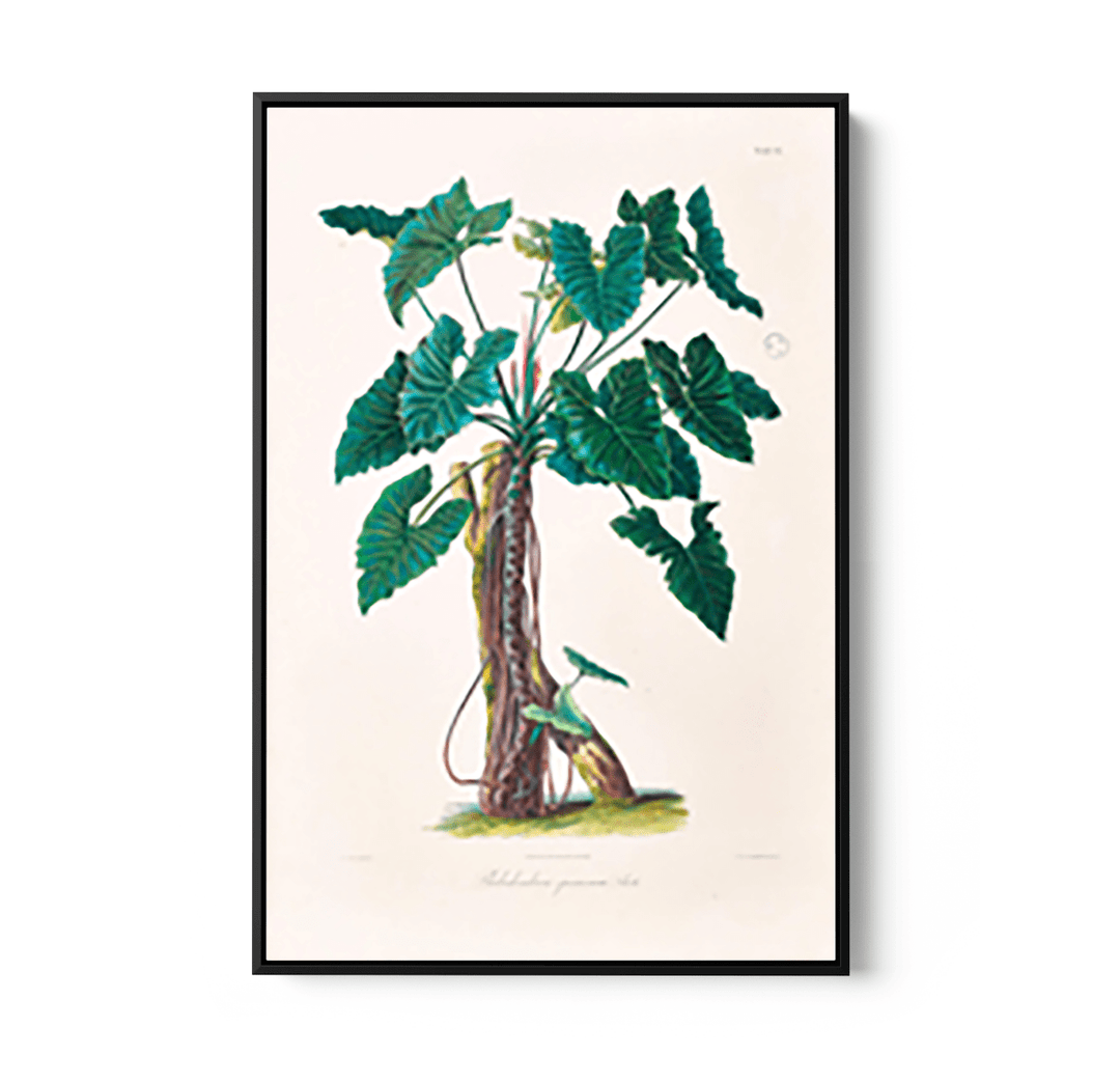 Philodendron Speciosum or Thaumatophyllum Speciosum from Icones Aroidearum (1857) by Heinrich Wilhelm Schott - I Heart Wall Art - Poster Print, Canvas Print or Framed Art Print