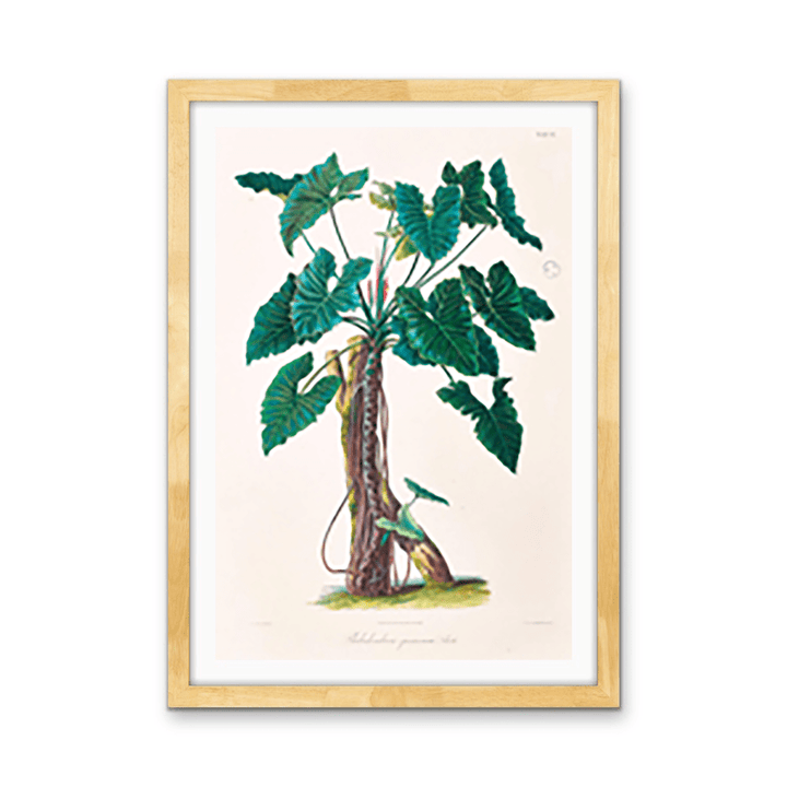 Philodendron Speciosum or Thaumatophyllum Speciosum from Icones Aroidearum (1857) by Heinrich Wilhelm Schott - I Heart Wall Art - Poster Print, Canvas Print or Framed Art Print