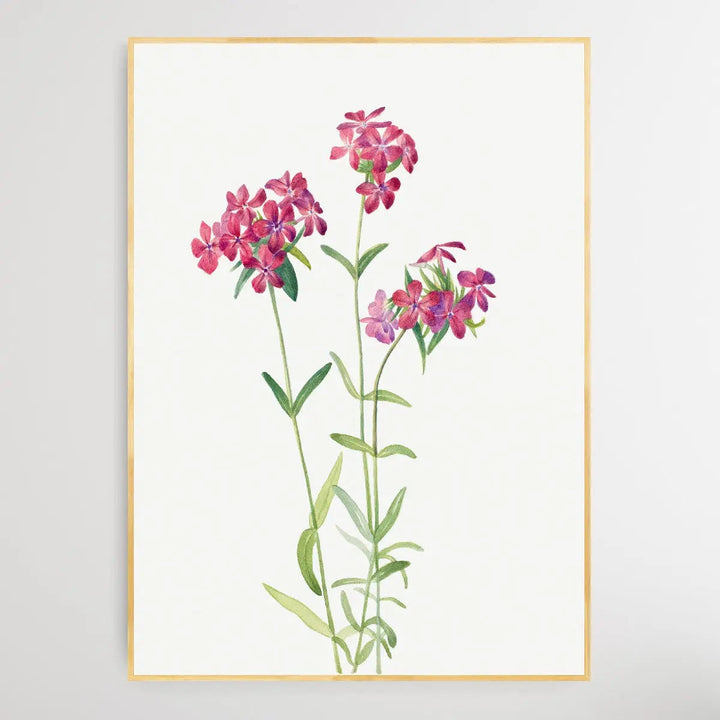 Phlox amoena (1930) by Mary Vaux Walcott I Heart Wall Art Australia 