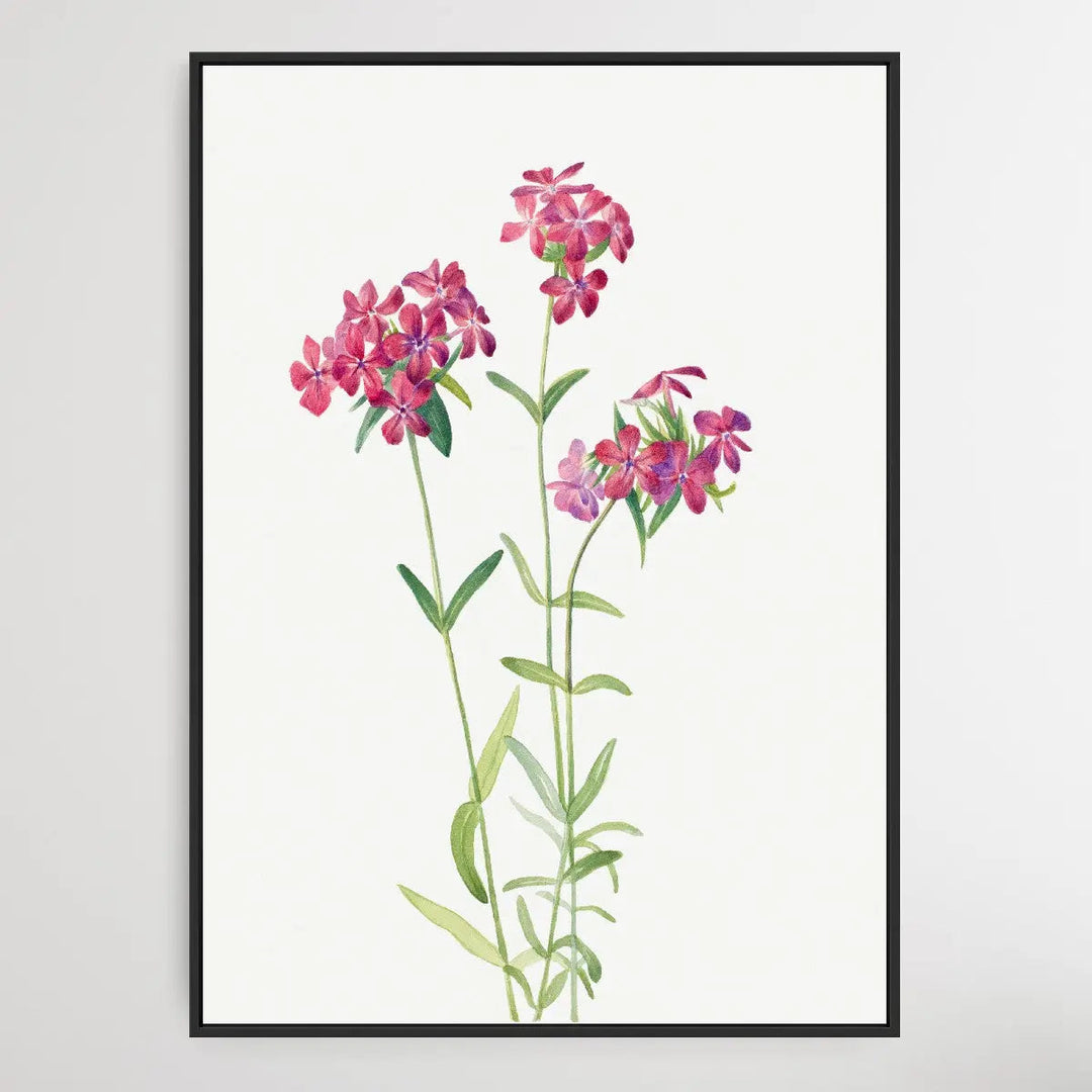 Phlox amoena (1930) by Mary Vaux Walcott I Heart Wall Art Australia 