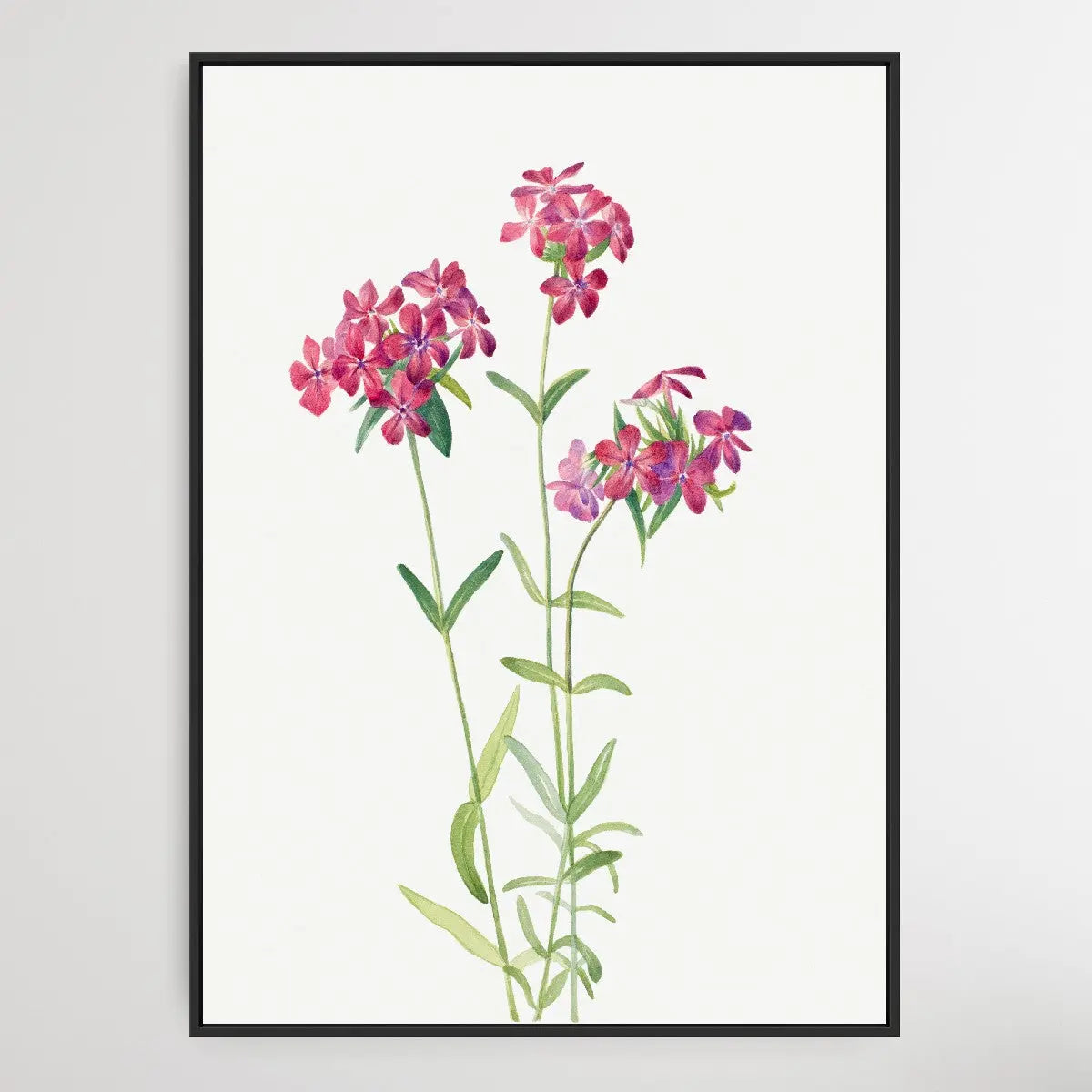 Phlox amoena (1930) by Mary Vaux Walcott I Heart Wall Art Australia 