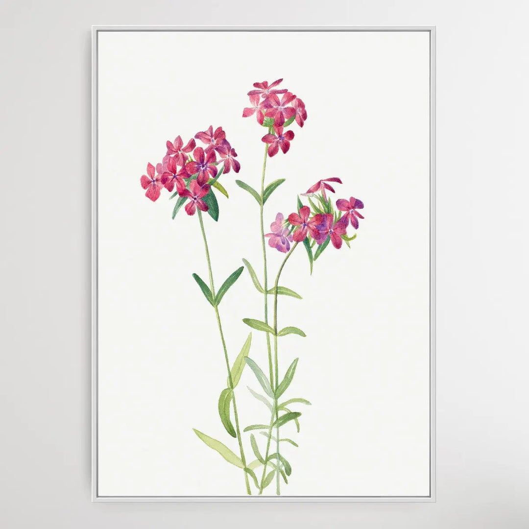 Phlox amoena (1930) by Mary Vaux Walcott I Heart Wall Art Australia 