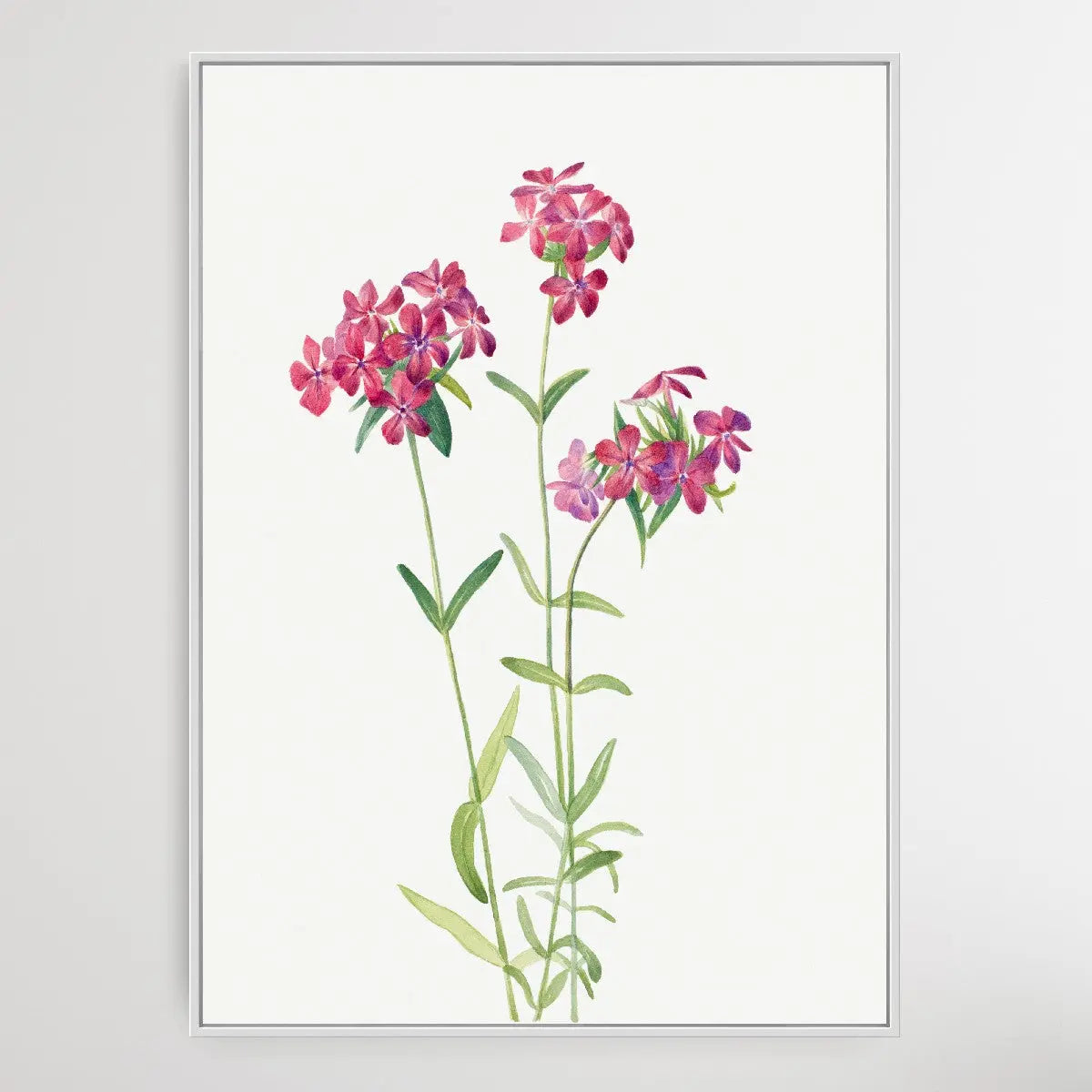 Phlox amoena (1930) by Mary Vaux Walcott I Heart Wall Art Australia 