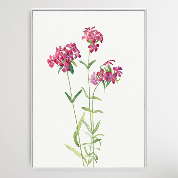 Phlox amoena (1930) by Mary Vaux Walcott I Heart Wall Art Australia 