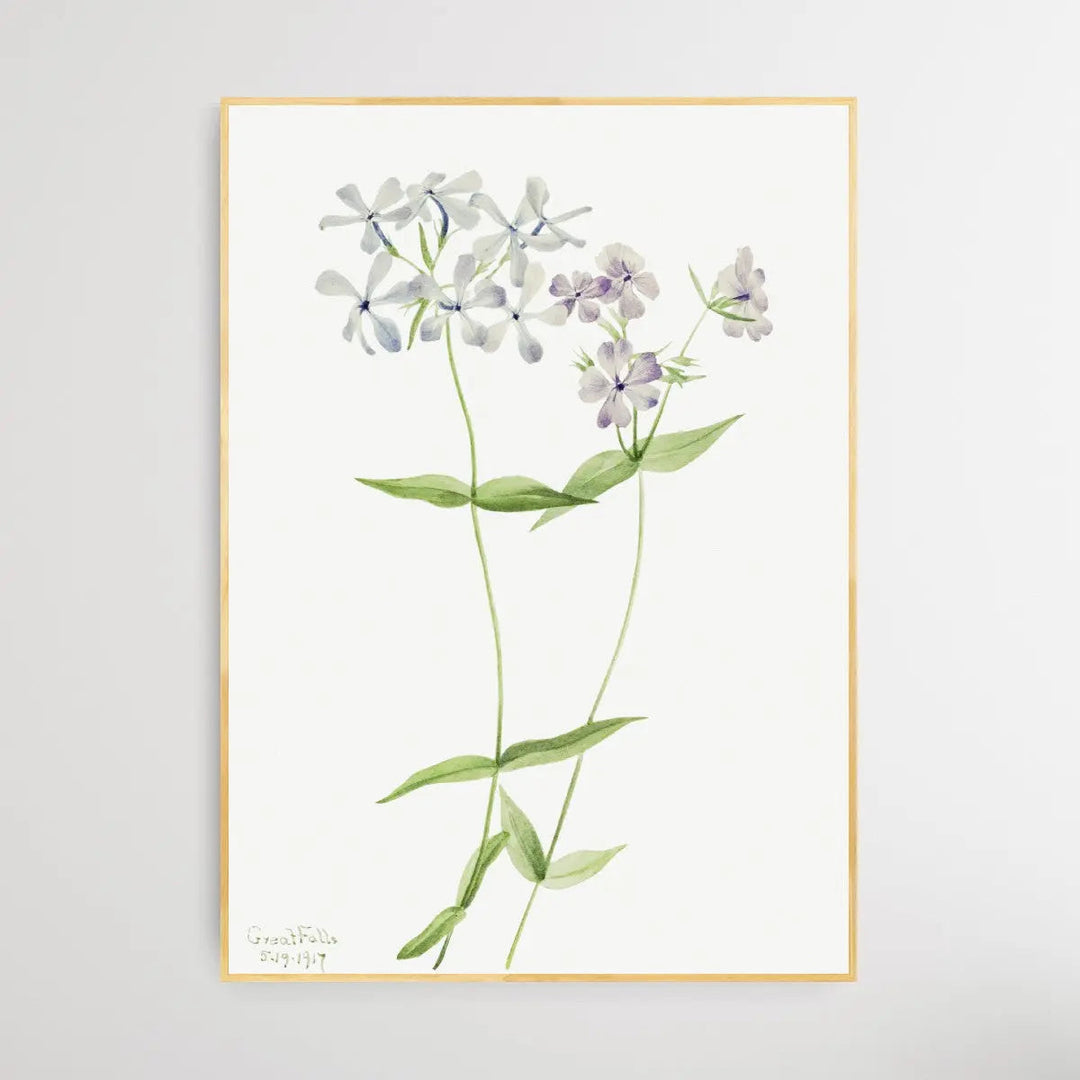 Phlox Divaricata (1917) by Mary Vaux Walcott - I Heart Wall Art