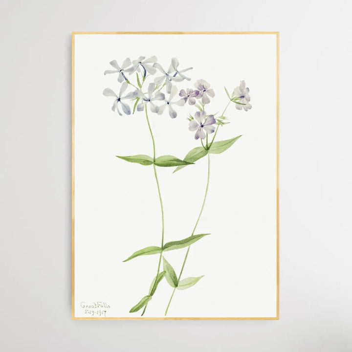 Phlox Divaricata (1917) by Mary Vaux Walcott - I Heart Wall Art