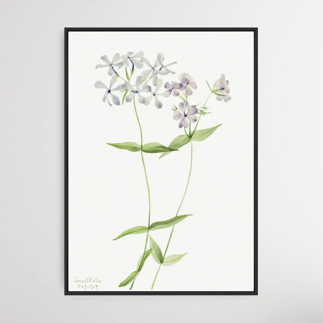 Phlox Divaricata (1917) by Mary Vaux Walcott - I Heart Wall Art