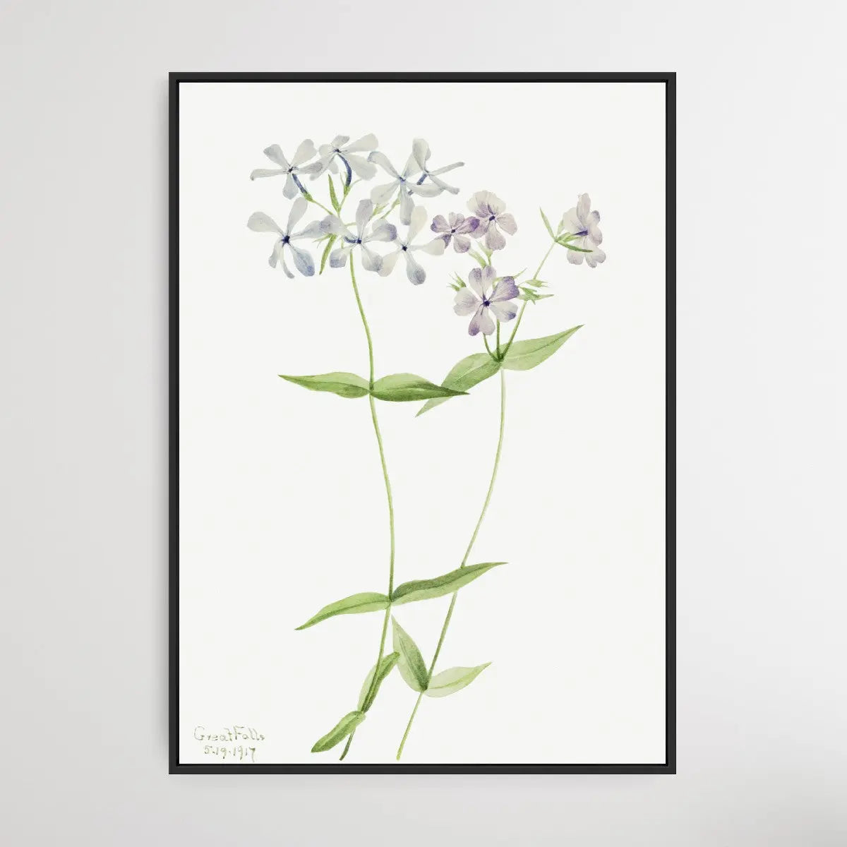 Phlox Divaricata (1917) by Mary Vaux Walcott - I Heart Wall Art