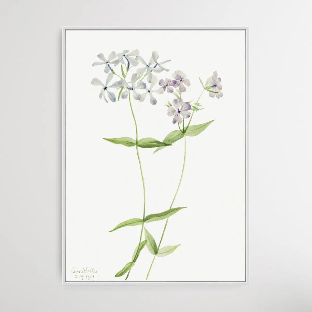 Phlox Divaricata (1917) by Mary Vaux Walcott - I Heart Wall Art
