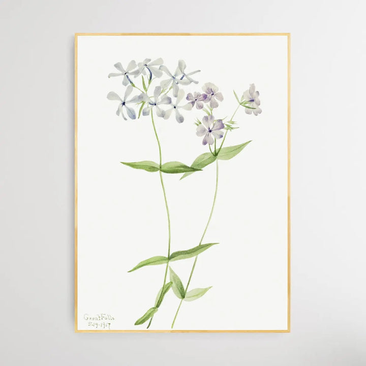 Phlox Divaricata (1917) by Mary Vaux Walcott - I Heart Wall Art