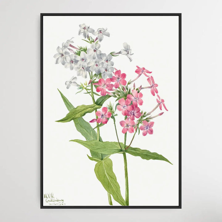 Phlox paniculata (1934) by Mary Vaux Walcott I Heart Wall Art Australia 