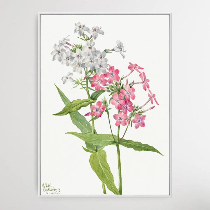 Phlox paniculata (1934) by Mary Vaux Walcott I Heart Wall Art Australia 