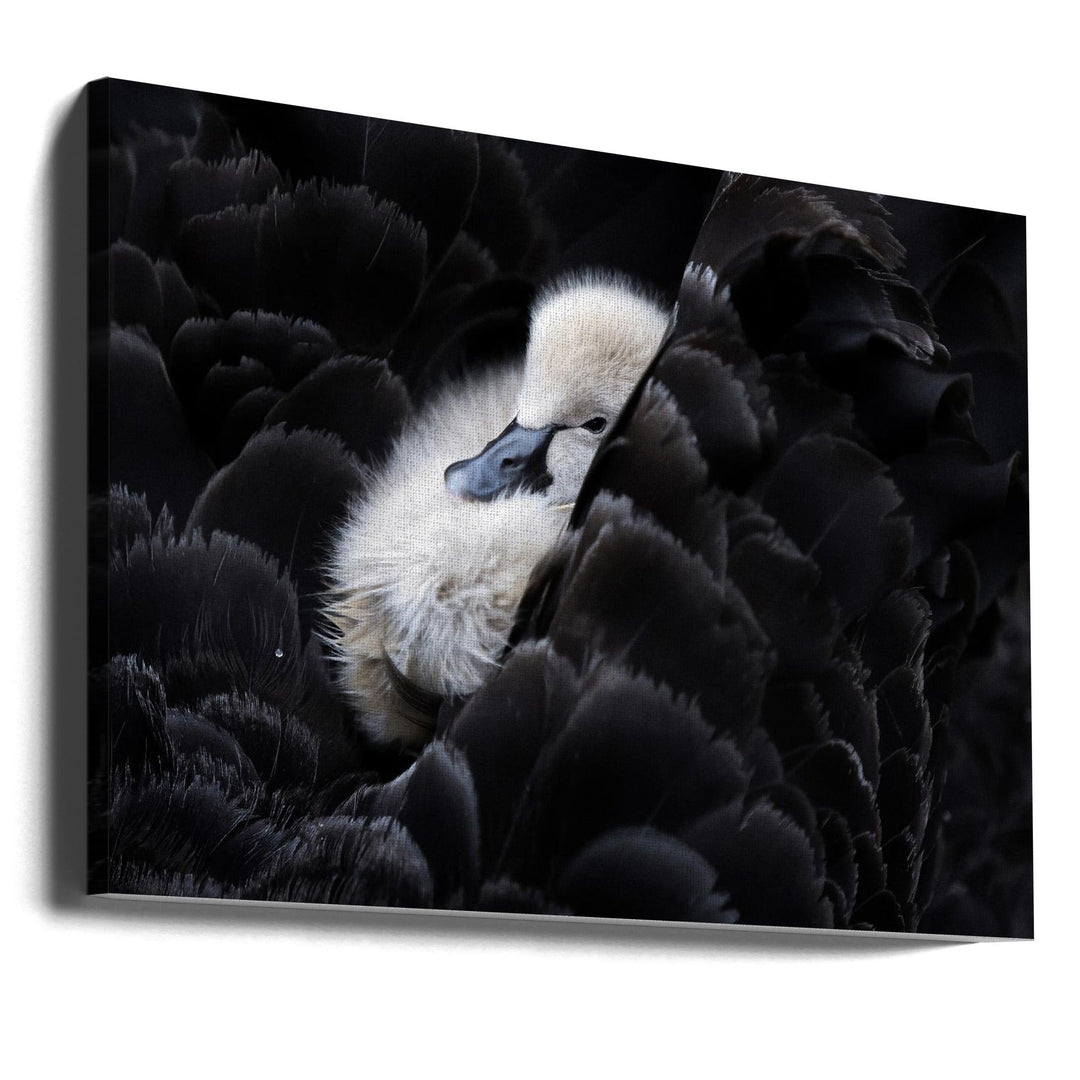 Pickaback - Stretched Canvas, Poster or Fine Art Print I Heart Wall Art