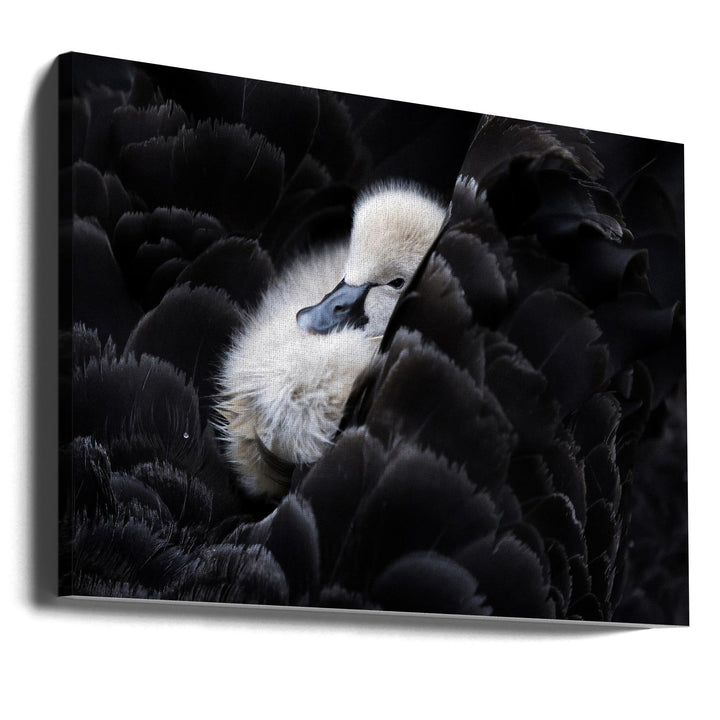 Pickaback - Stretched Canvas, Poster or Fine Art Print I Heart Wall Art