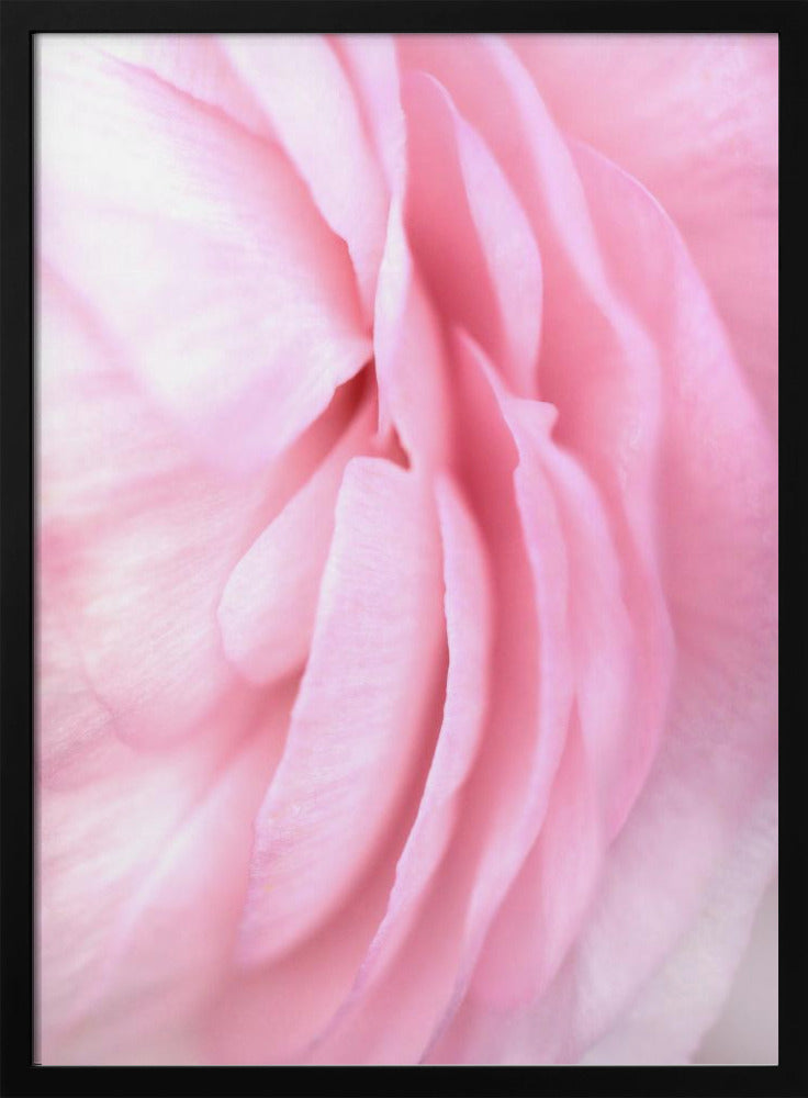 Soft pink petals - Stretched Canvas, Poster or Fine Art Print I Heart Wall Art