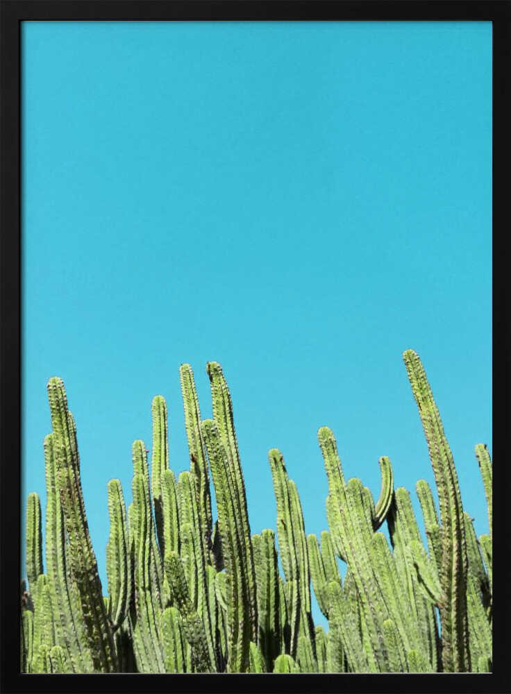 Cactus Reaching for the Sky - Stretched Canvas, Poster or Fine Art Print I Heart Wall Art