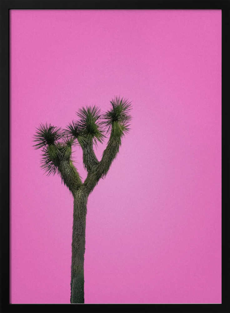 Joshua Tree with Pink Sky - Stretched Canvas, Poster or Fine Art Print I Heart Wall Art