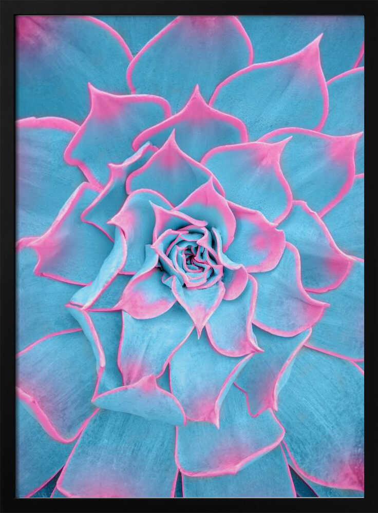 Blue and Pink Succulent - Stretched Canvas, Poster or Fine Art Print I Heart Wall Art
