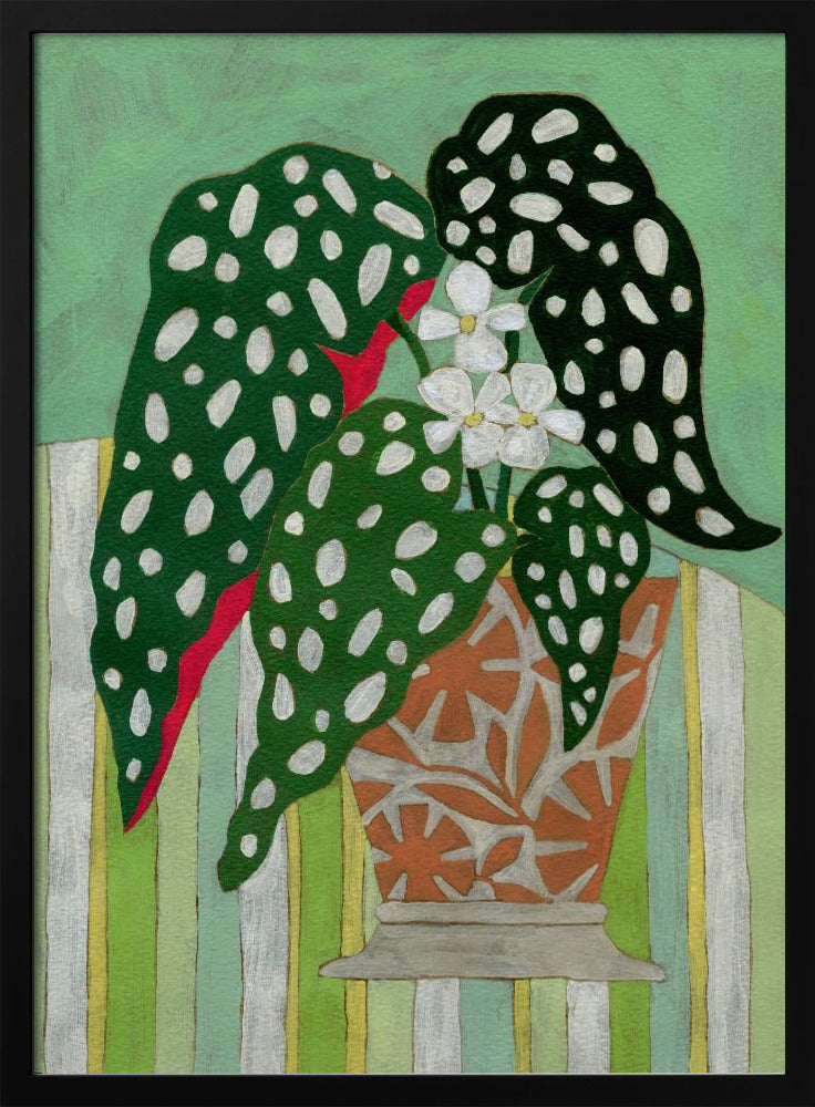 Begonia Maculata - Stretched Canvas, Poster or Fine Art Print I Heart Wall Art