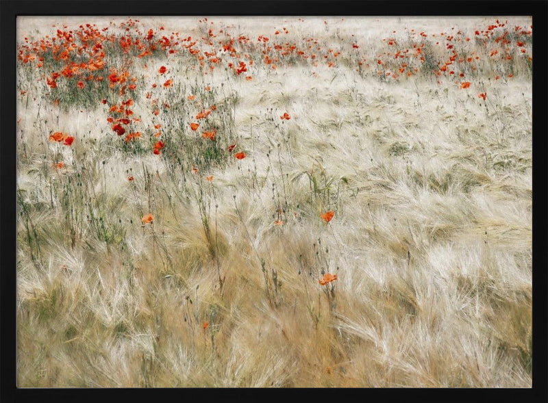 Summerfield - Stretched Canvas, Poster or Fine Art Print I Heart Wall Art