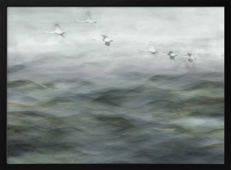 Swan Lake - Stretched Canvas, Poster or Fine Art Print