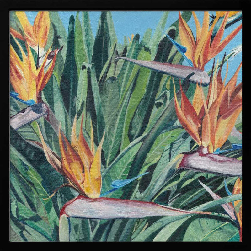 Stelitzia 3 By Viccy Wanliss - Square Stretched Canvas, Poster or Fine Art Print