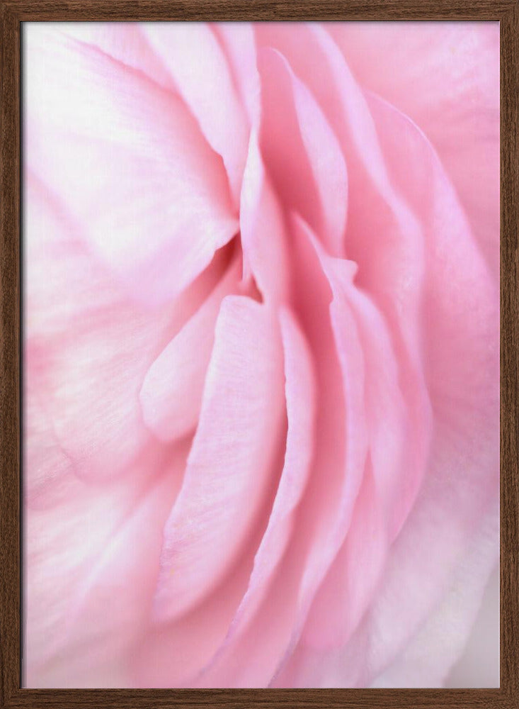 Soft pink petals - Stretched Canvas, Poster or Fine Art Print I Heart Wall Art