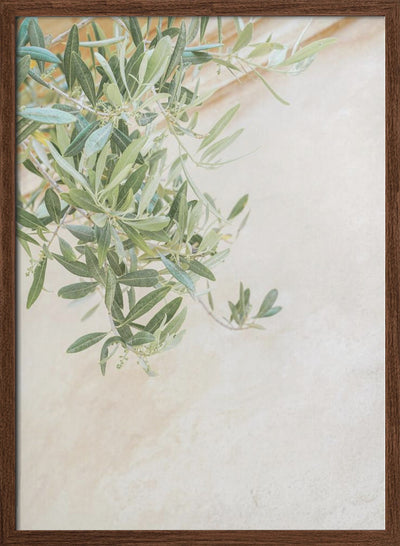 Olive Tree Leaves - Stretched Canvas, Poster or Fine Art Print I Heart Wall Art