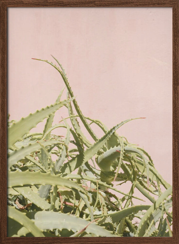 Cacti on Pink - Stretched Canvas, Poster or Fine Art Print I Heart Wall Art