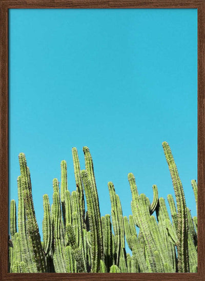 Cactus Reaching for the Sky - Stretched Canvas, Poster or Fine Art Print I Heart Wall Art