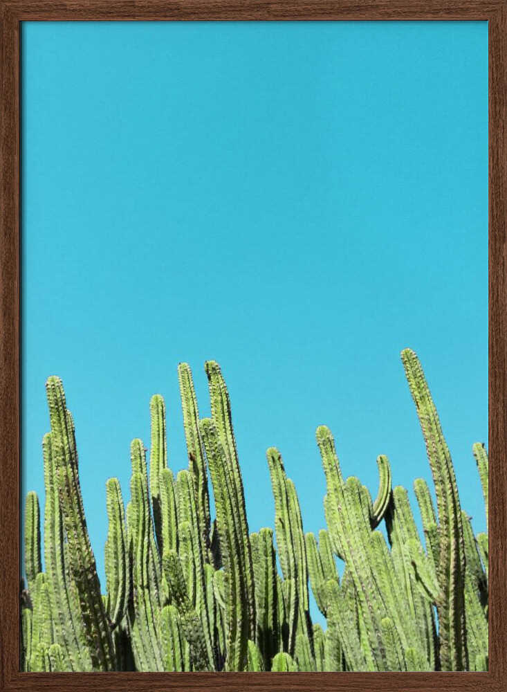 Cactus Reaching for the Sky - Stretched Canvas, Poster or Fine Art Print I Heart Wall Art